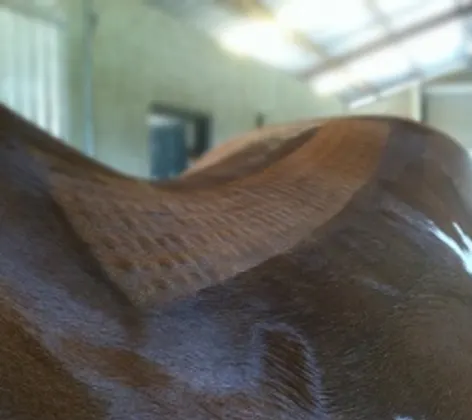 Mesotherapy on the back of a horse